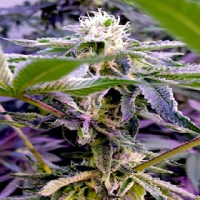 Runtzicane > Elev8 Seeds